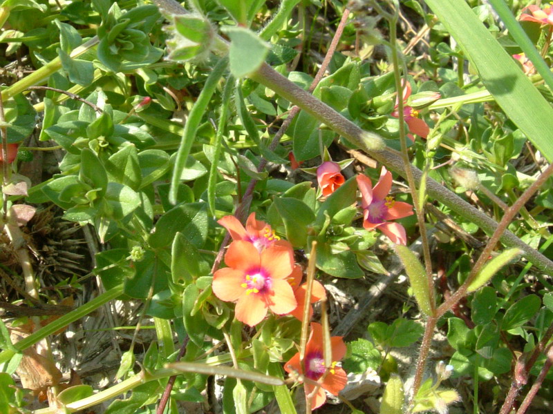 Lysimachia arvensis